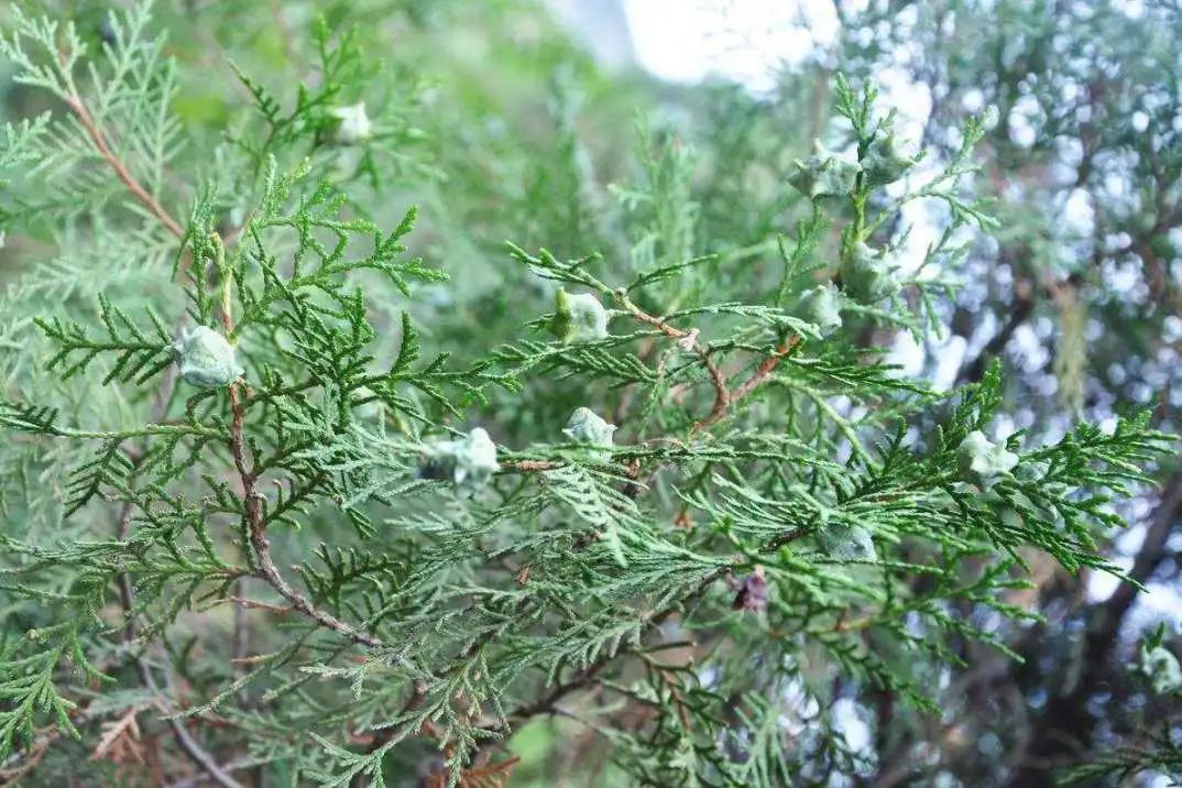 植树节，和孩子一起“播种”绿色