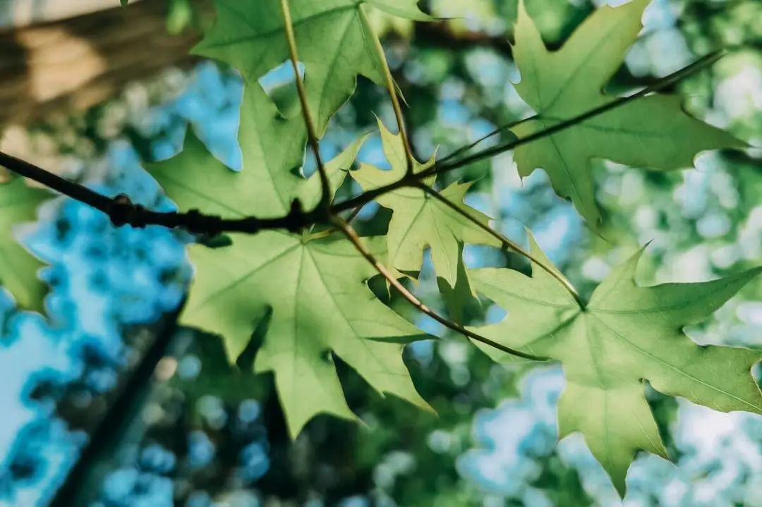 植树节，和孩子一起“播种”绿色